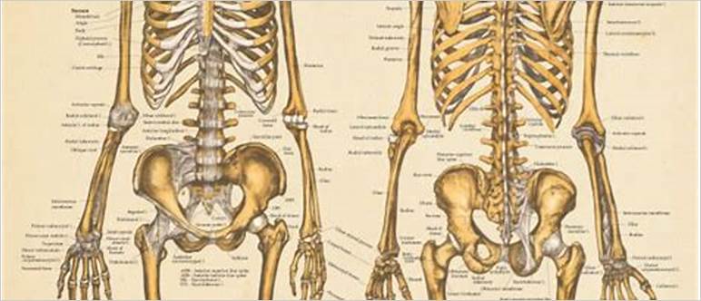 Bone anatomy viewer